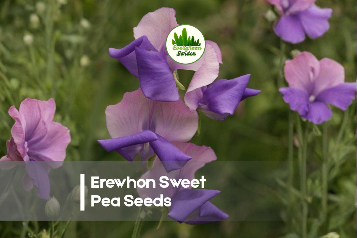 50+ Erewhon Sweet Pea Seeds, Bi-Color Lavender & Purple, Climbing Flowering Vine, Lathyrus odoratus