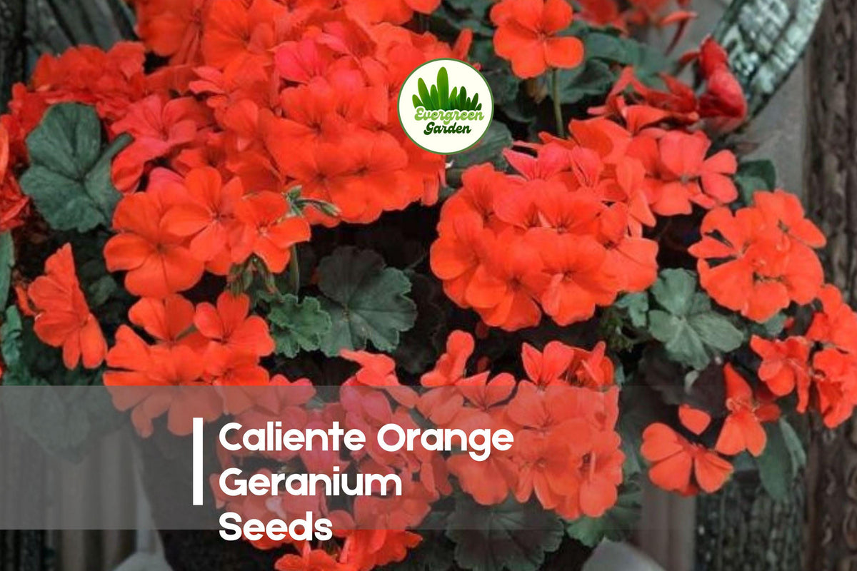 Caliente Orange Geranium Seeds – Bright Orange Pelargonium for Containers, Borders & Summer Gardens