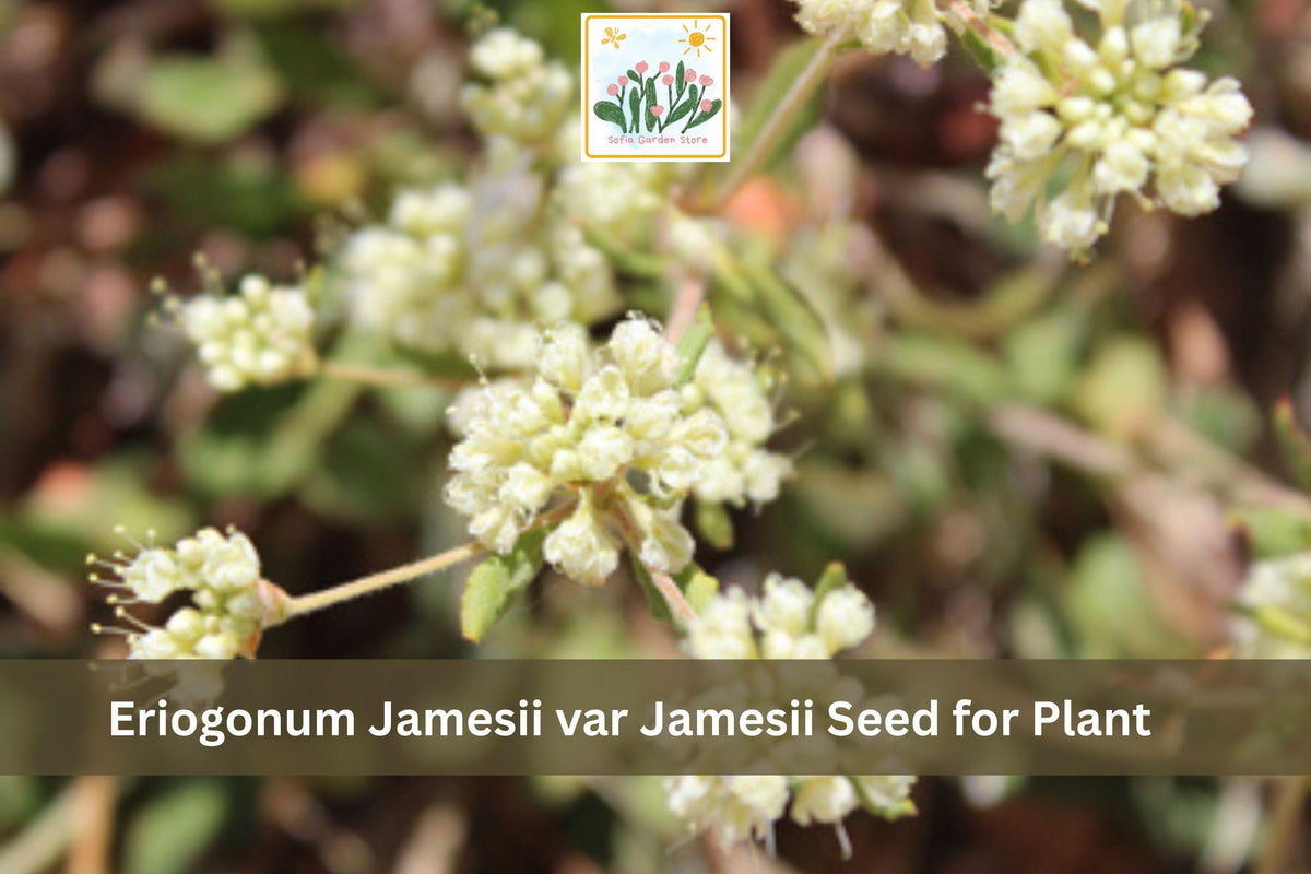 Eriogonum jamesii var. jamesii Seeds | James Wild Buckwheat Native Perennial Wildflower | Drought Tolerant, Pollinator-Friendly