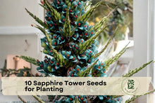 Sapphire Tower Puya alpestris Seeds – Rare Ornamental Bromeliad for Container and Bonsai Cultivation