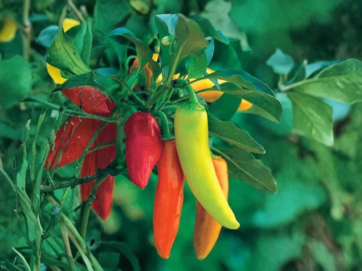 Hungarian Yellow Wax Hot Pepper Seeds – Heirloom Non-GMO Chili Vegetable, Mild Heat, Bright Yellow Tapered Peppers, 25 Seeds