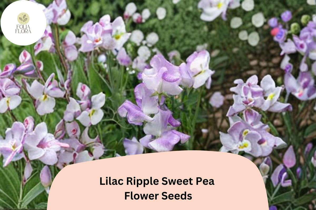 Lilac Ripple Sweet Pea Seeds | Lathyrus odoratus | Purple Climbing Vine for Gardens & Trellises