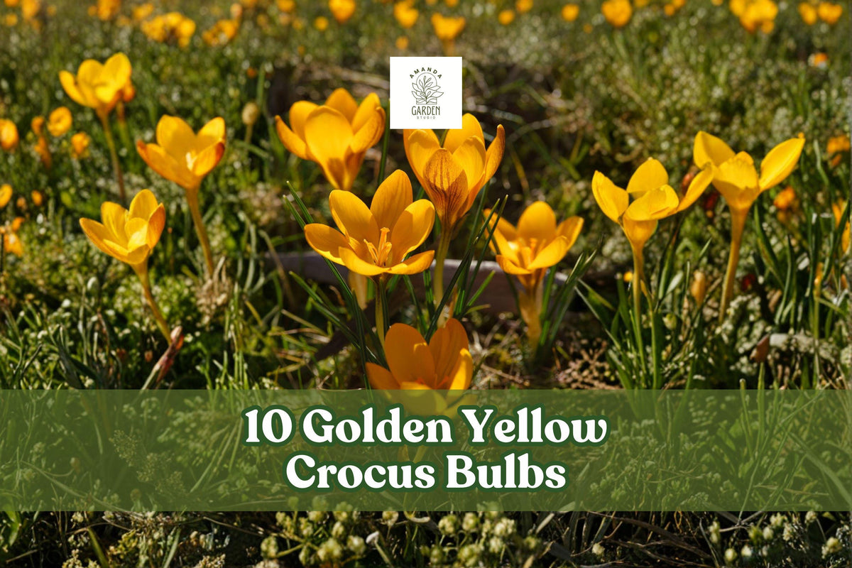 10 Golden Yellow Crocus Bulbs for Early Spring Garden Blooms, Crocus spp. Flowering Bulbs for Borders & Naturalized Areas