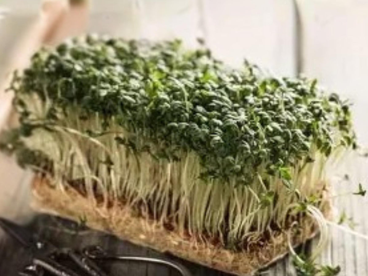 Curled Garden Cress Seeds | Pepper Cress Microgreens & Salad Greens | Fast-Growing Annual Vegetable | 1000 Seeds