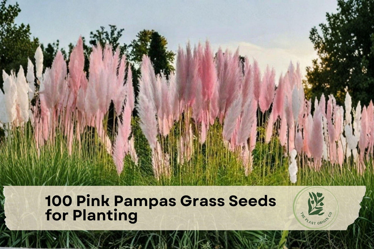 Pink Pampas Grass Seeds – Ornamental Perennial Grass for Landscaping, Pink Plumes, Cortaderia selloana, 100 Seeds