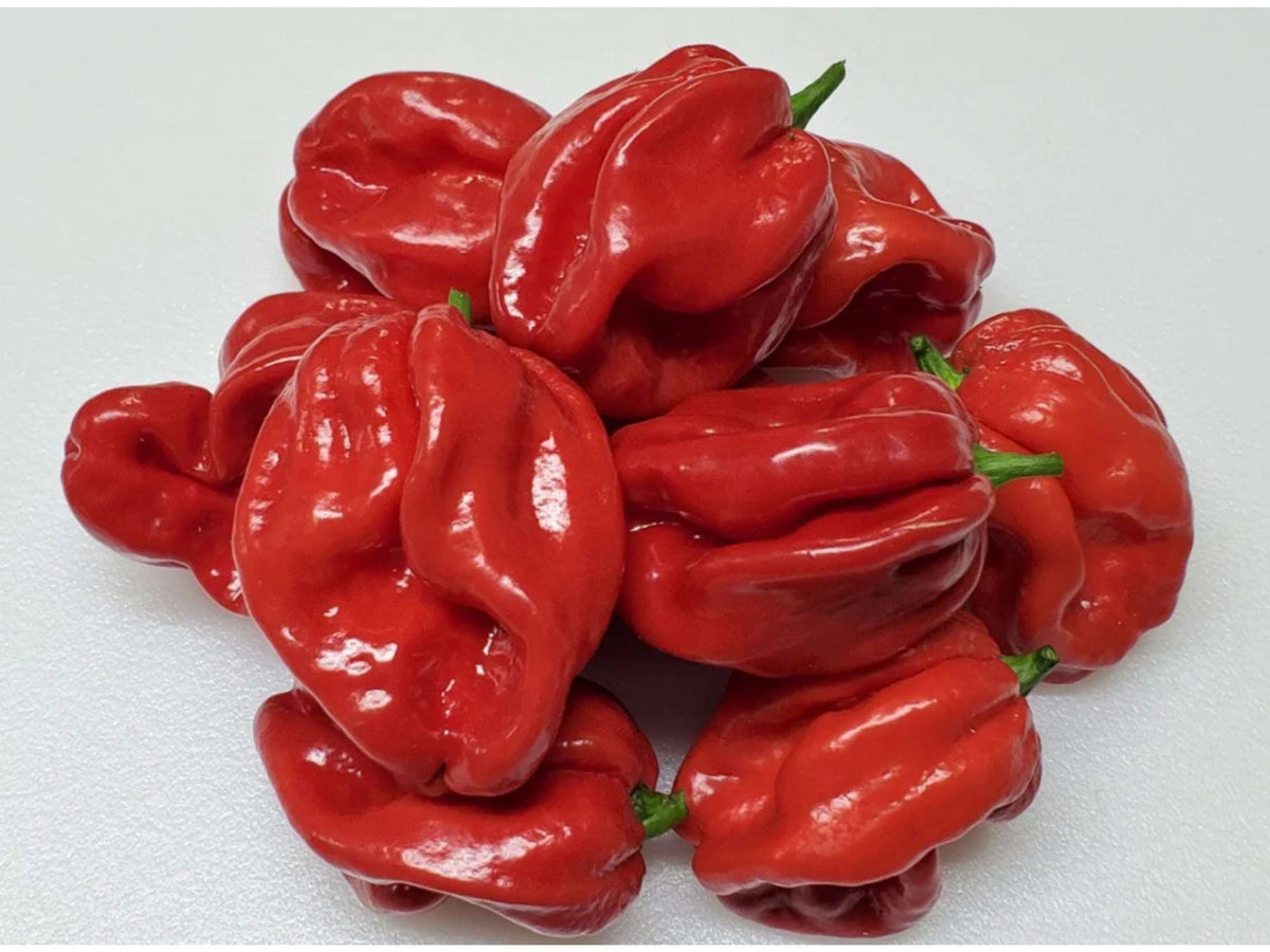 Red Scotch Bonnet Pepper Seeds – Heirloom Caribbean Chili, Extra Hot, Fruity Flavor, Bonnet-Shaped Pods, 25 Seeds