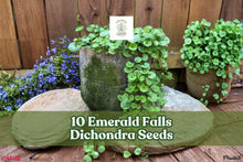 10 Emerald Falls Dichondra Seeds for Trailing Ornamental Foliage, Dichondra argentea for Hanging Baskets & Containers