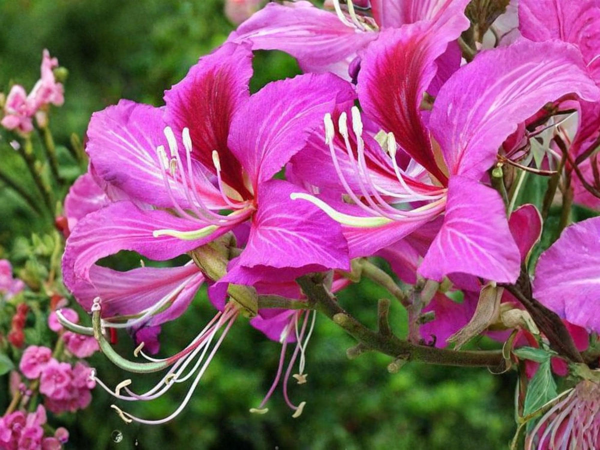 Bauhinia purpurea Purple Orchid Tree Seeds – Tropical Ornamental Flowering Plant, Fast-Growing, Non-GMO, 10 Seeds