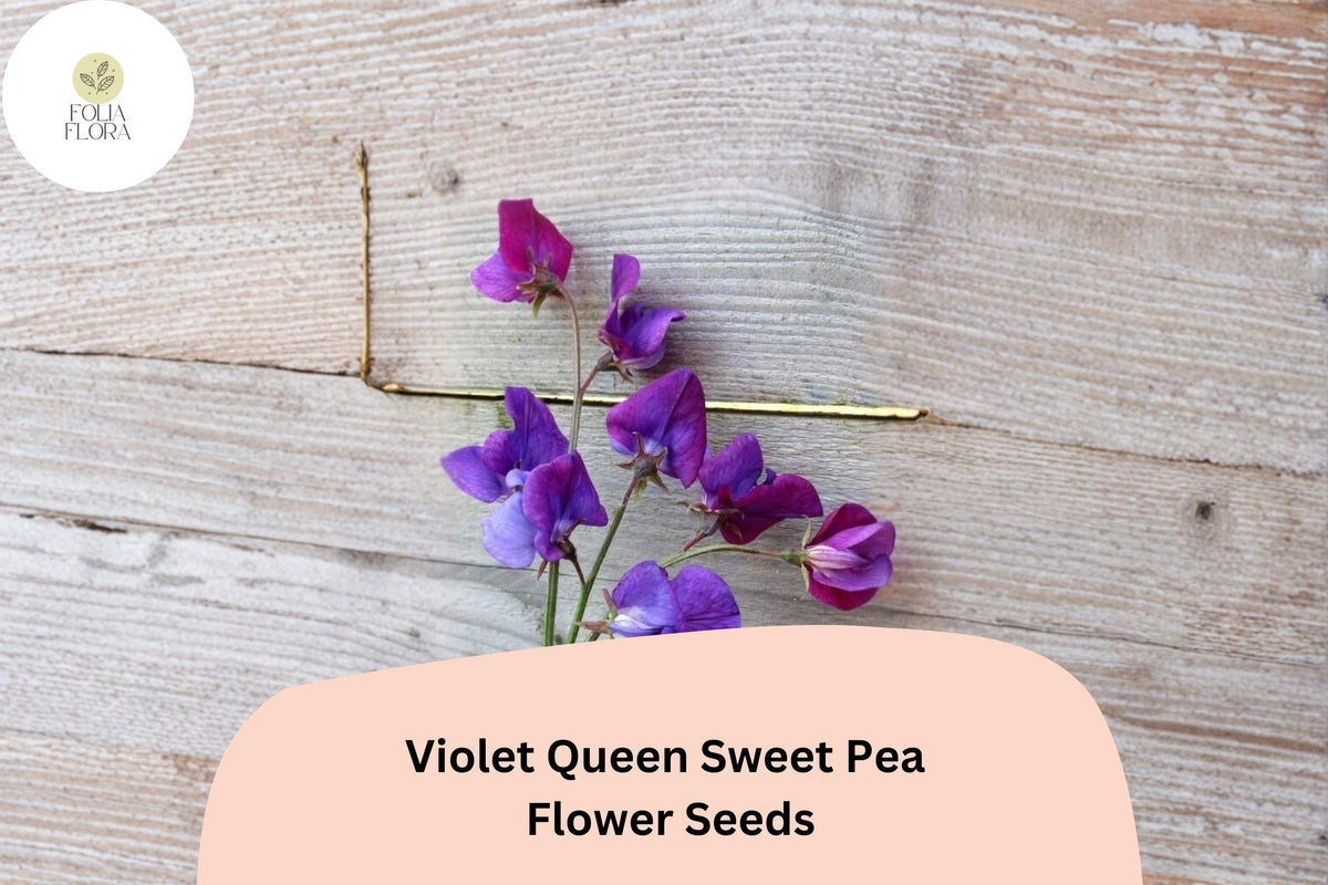 Violet Queen Sweet Pea Seeds | Fragrant Violet Purple Climbing Flowers for Garden Trellises & Fences | Lathyrus odoratus