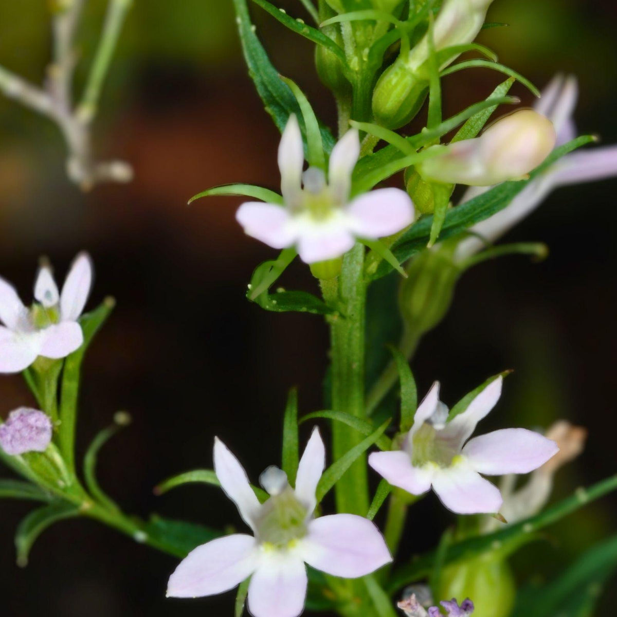 Lobelia inflata Indian Tobacco Seeds 500 Pack Native Annual Wildflower Pale Blue Lavender Medicinal Plant