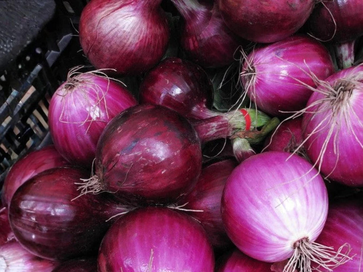 Southport Red Globe Onion Seeds – Heirloom Bulb Onion, Red Storage, 50 Seeds