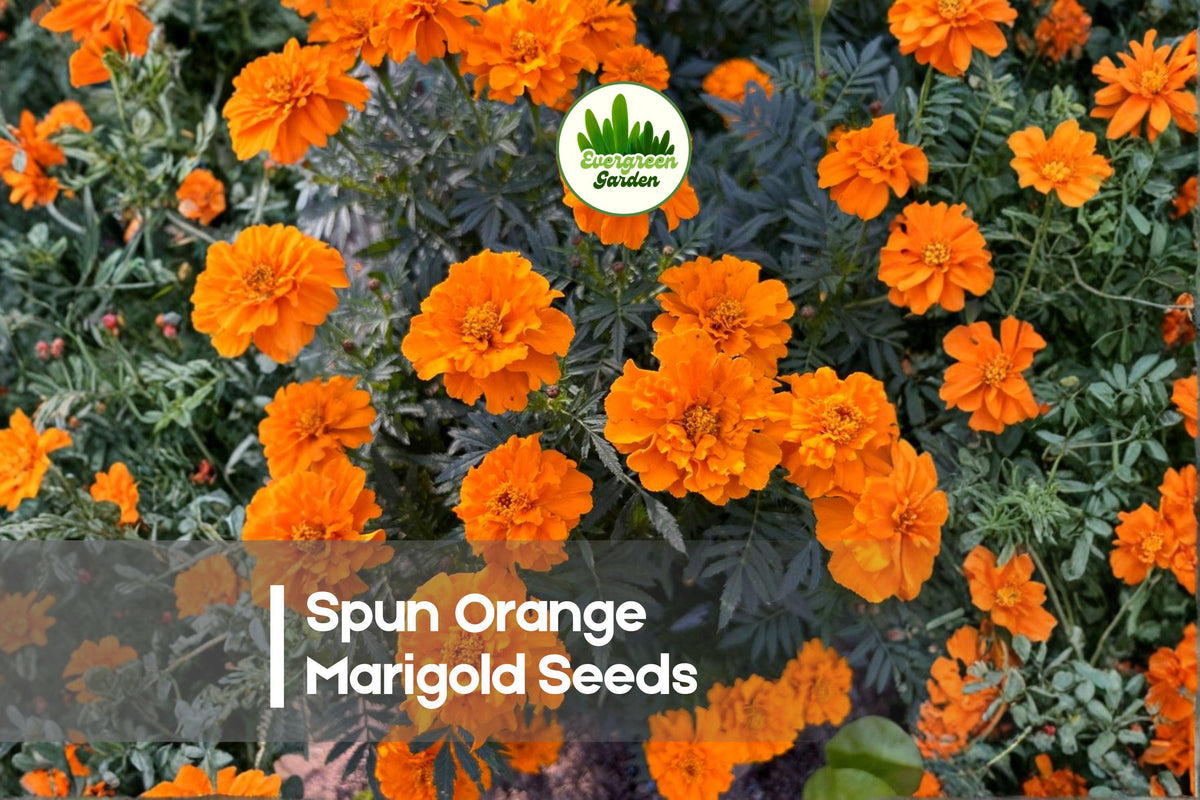 Spun Orange Marigold Seeds, Bright Orange Blooms, Ruffled Petals, Tagetes patula, Annual Garden Flowers, 25+ Seeds