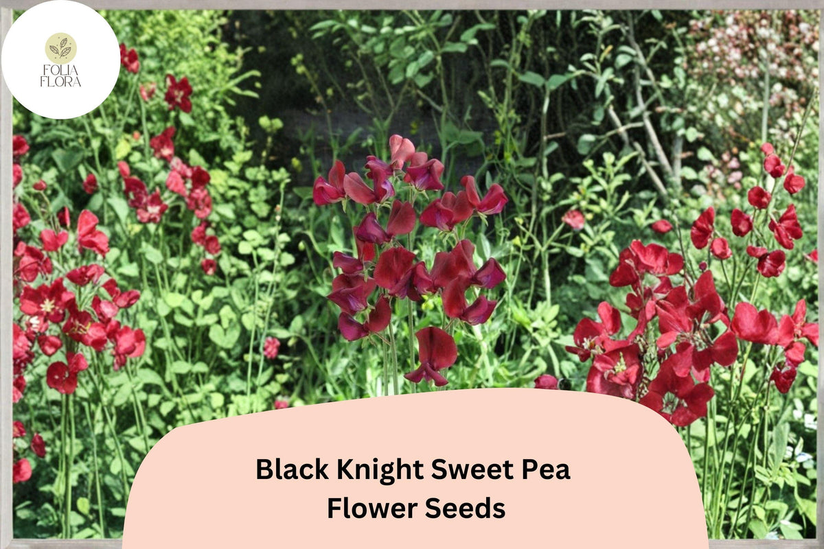 Black Knight Sweet Pea Seeds – Dark Purple Climbing Annual Flower for Trellis, Fences, Containers | Lathyrus odoratus