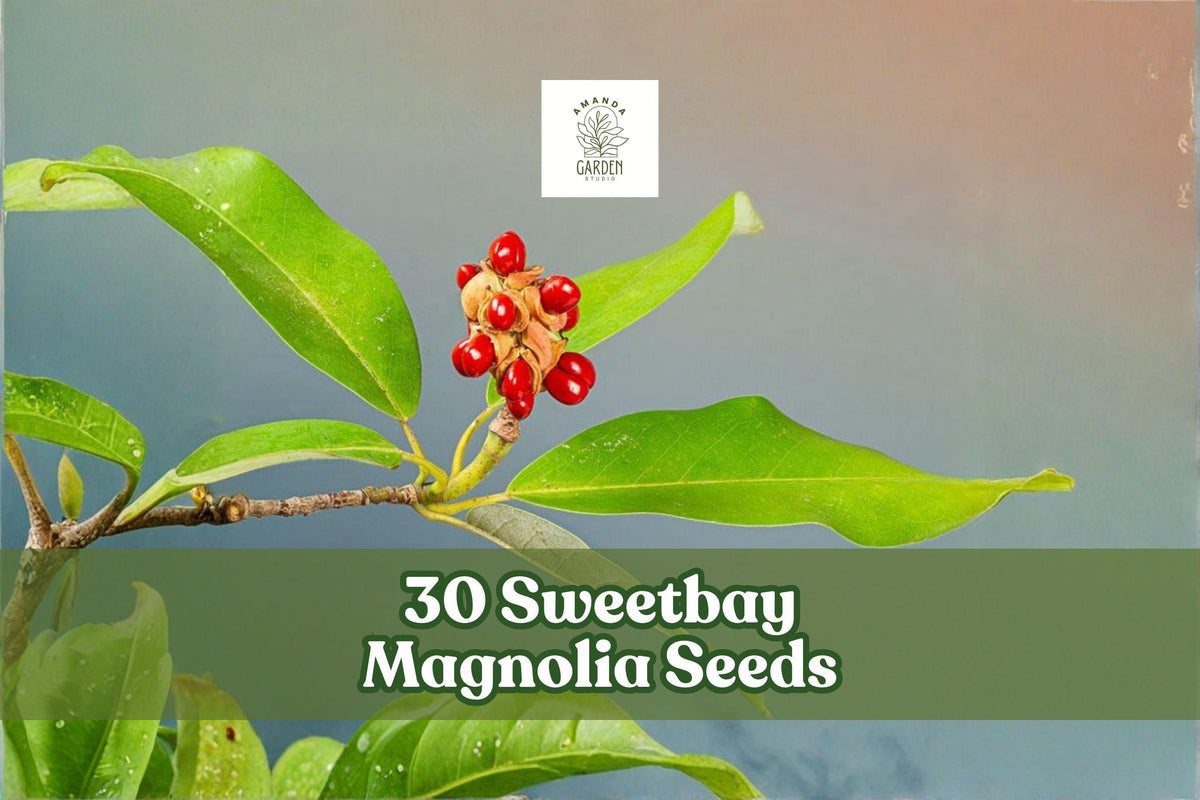 30 Sweetbay Magnolia Seeds | Magnolia virginiana Flowering Tree for Garden & Landscape Planting