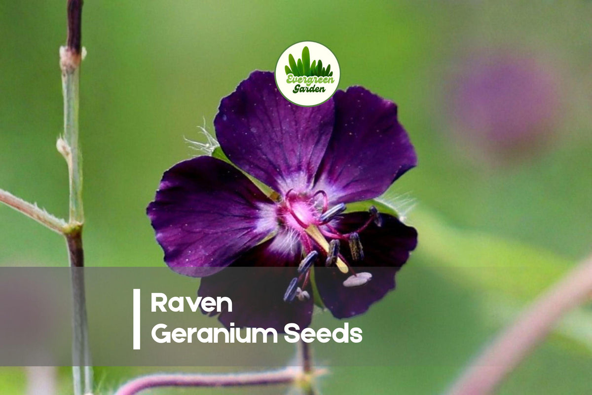 25+ Raven Geranium Seeds - Deep Dark Red Blooms, Pelargonium spp., Annual/Perennial, Full Sun, Garden, Pot, Border, Window Box
