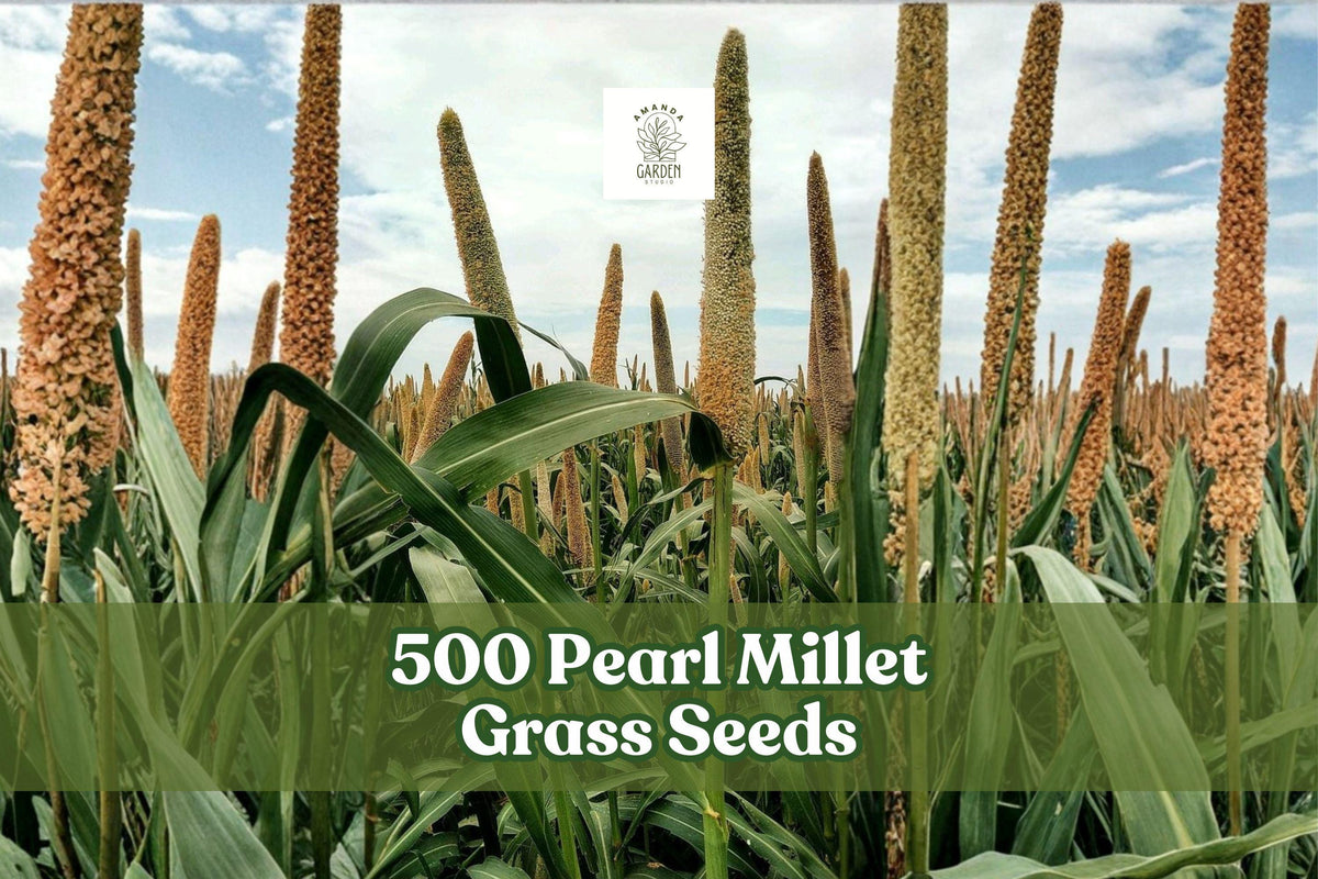 500 Pearl Millet Grass Seeds for Ornamental Pennisetum glaucum Garden Landscaping
