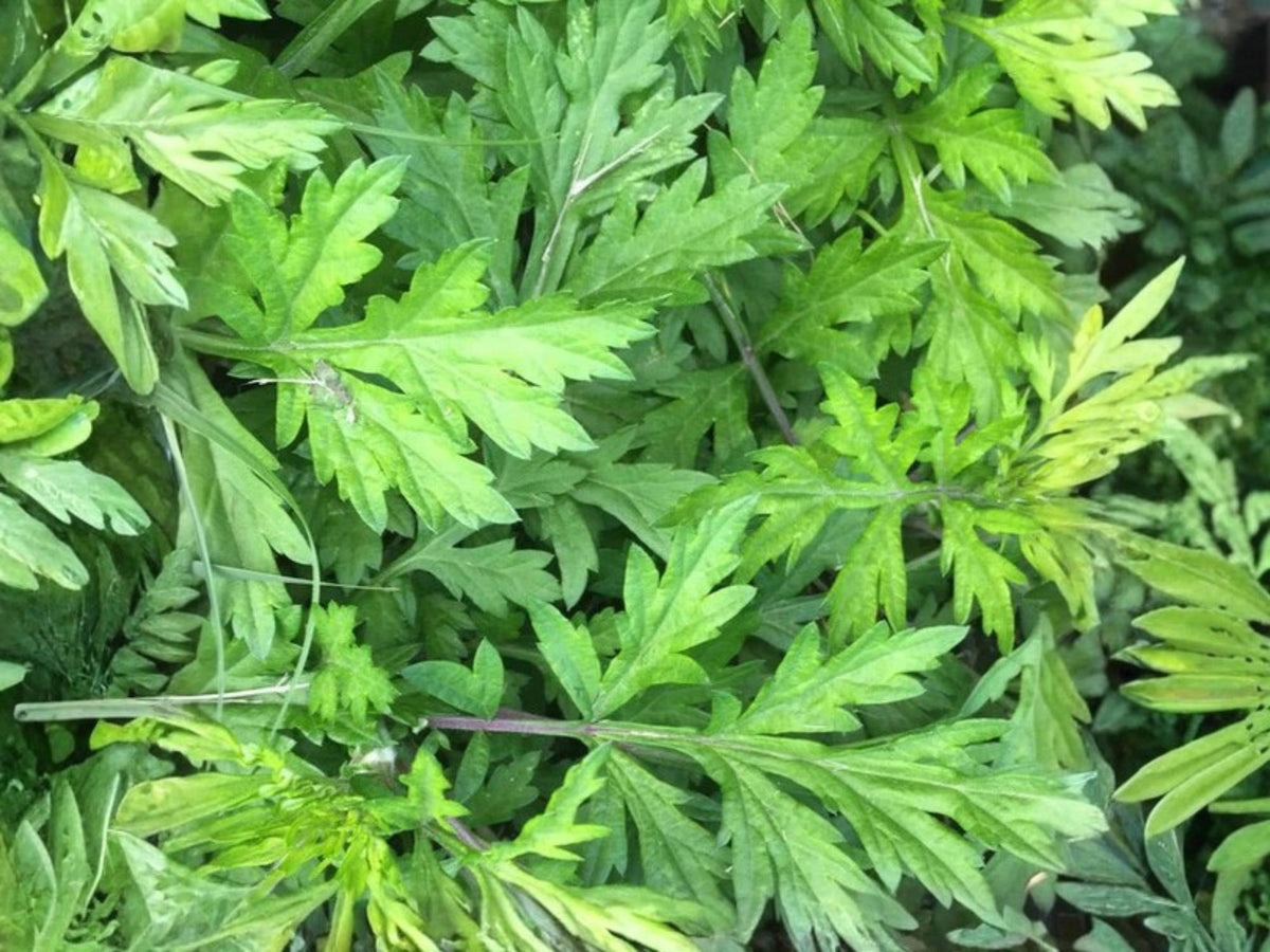 Japanese Mugwort Seeds - Artemisia princeps, Hardy Perennial Herb, Aromatic Foliage, Ornamental, 30 Seeds