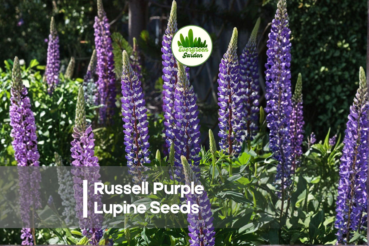 25+ Russell Purple Lupine Seeds | Perennial Flowering Plant | Deep Purple Blooms | Lupinus polyphyllus