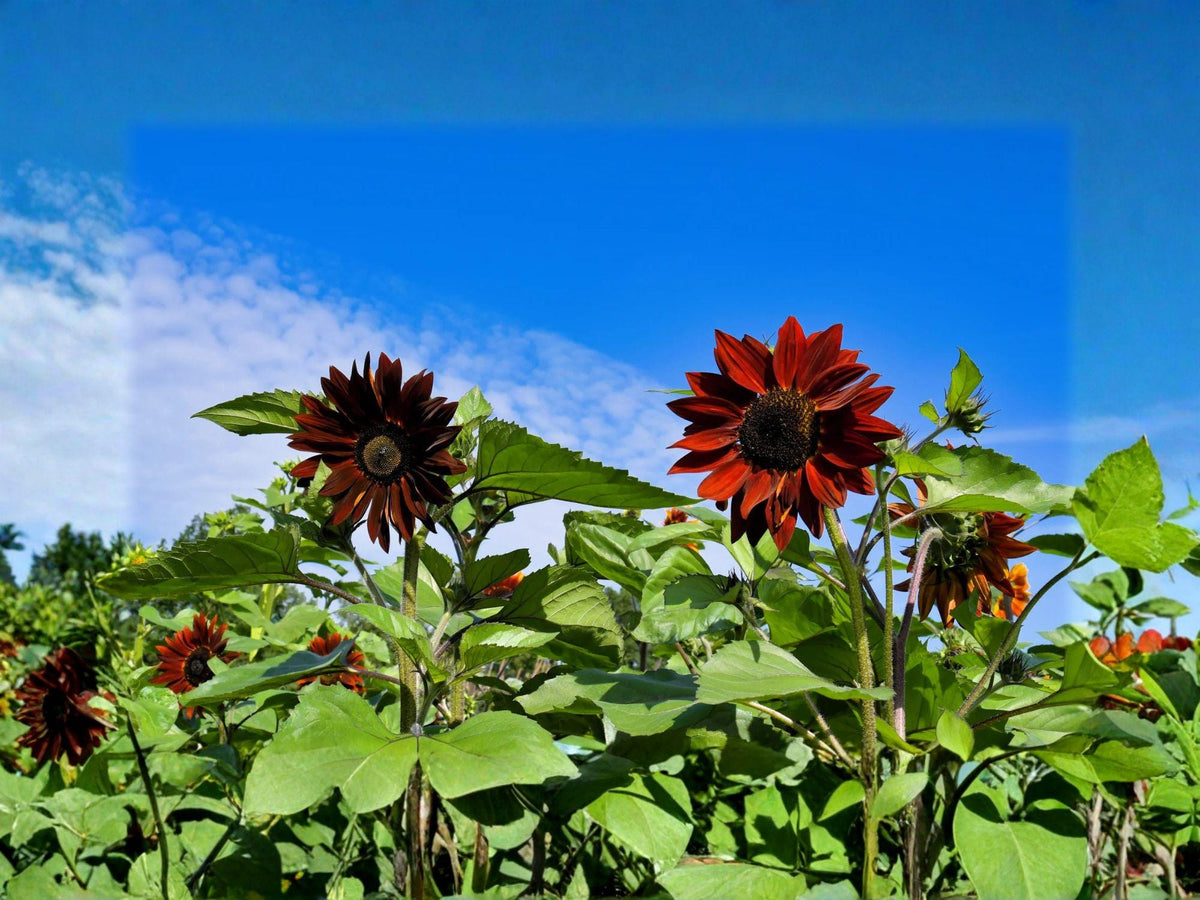 Velvet Queen Sunflower Seeds – 15 Pack, Deep Red to Burgundy Flowers, Helianthus annuus, Garden & Container Planting