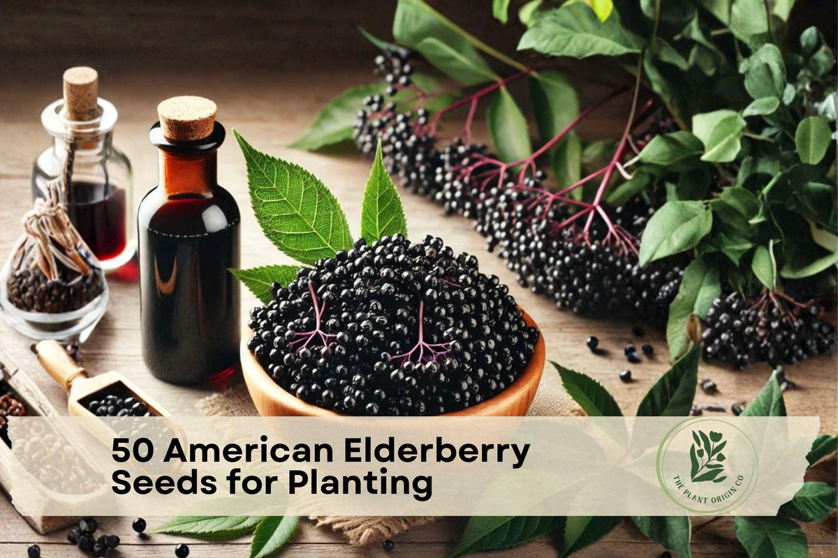 American Elderberry Seeds - Native Sambucus canadensis for Garden, Wildlife, and Landscape Planting