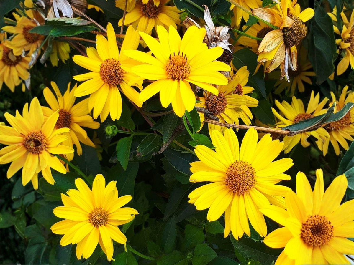 Early Sunflower Seeds – Heliopsis helianthoides Perennial Flowering Plant – 100 Seeds for Pollinator Gardens