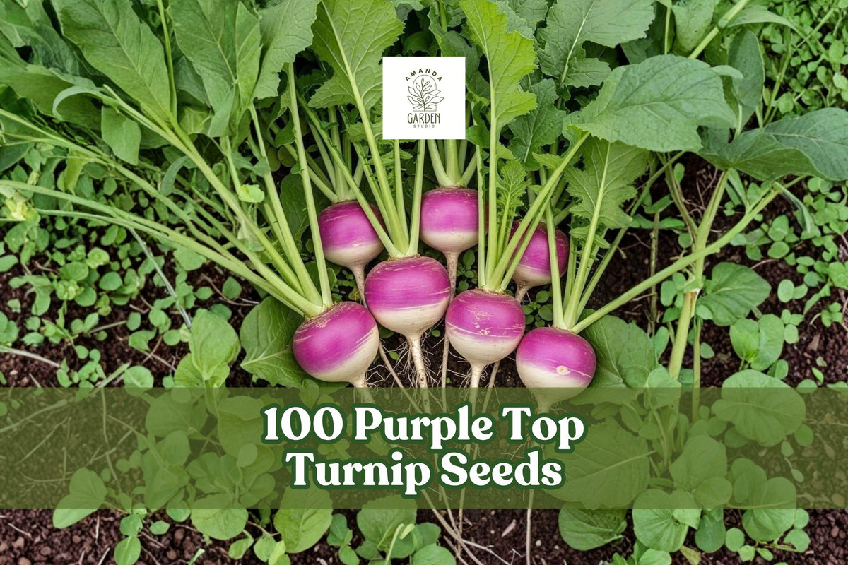 100 Purple Top Turnip Seeds – Heirloom Brassica rapa for Garden Planting, Cool-Season Vegetable, Non-GMO, Round Roots with Purple Tops