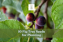 10 Fig Tree Seeds Ficus carica for Garden Planting, Ornamental & Fruit Trees, Full Sun, Container or Outdoor