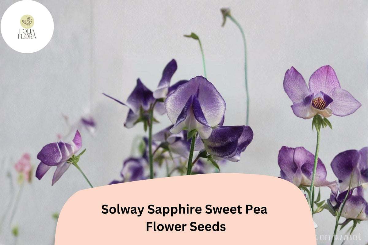 Solway Sapphire Semi-Dwarf Sweet Pea Seeds | Deep Blue-Purple Climbing Flowers | Lathyrus odoratus
