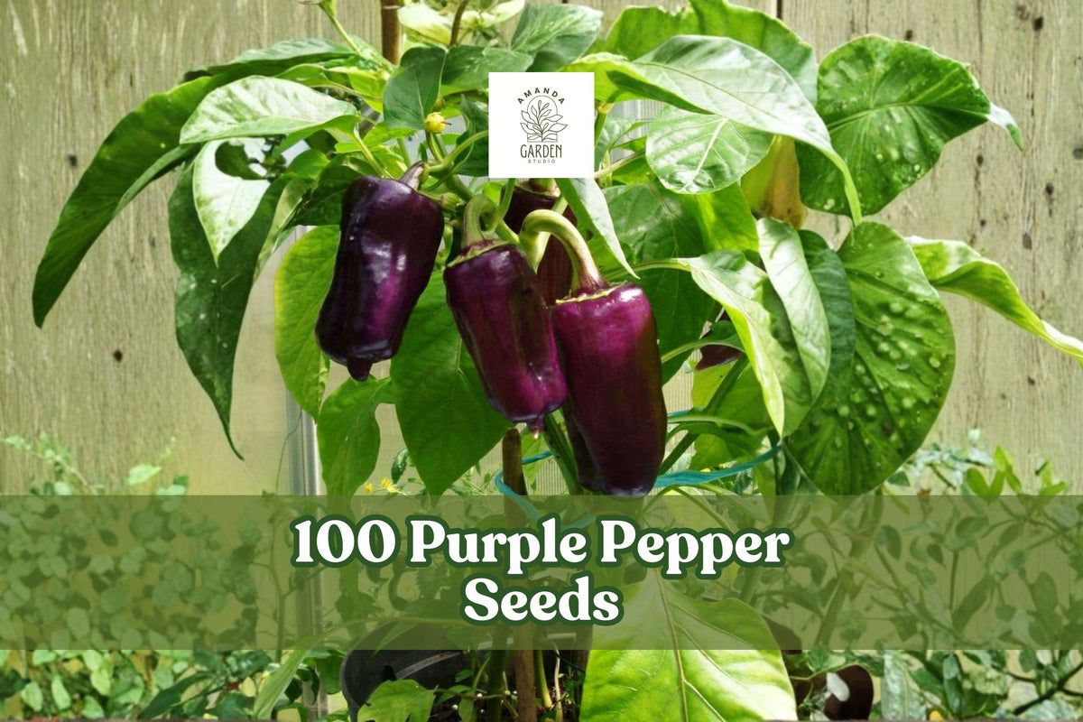 Purple Pepper Seeds – 100 Pack, Capsicum annuum, Warm-Season Vegetable, Grow in Garden Beds & Containers