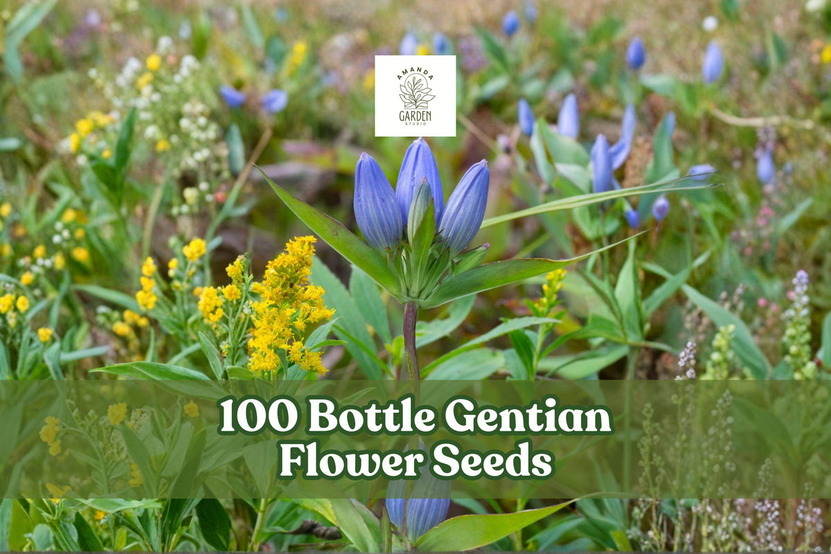 100 Bottle Gentian Flower Seeds – Native Perennial, Blue, Gentiana andrewsii, Wildflower for Meadow & Pollinator Gardens