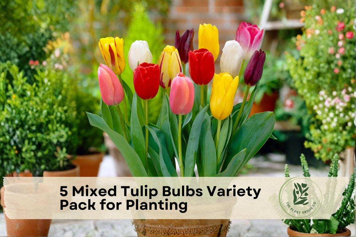 Mixed Tulip Bulbs Variety Pack – 5 Pre-Chilled Flowering Bulbs for Garden & Indoor Planting, Spring Blooming Tulipa