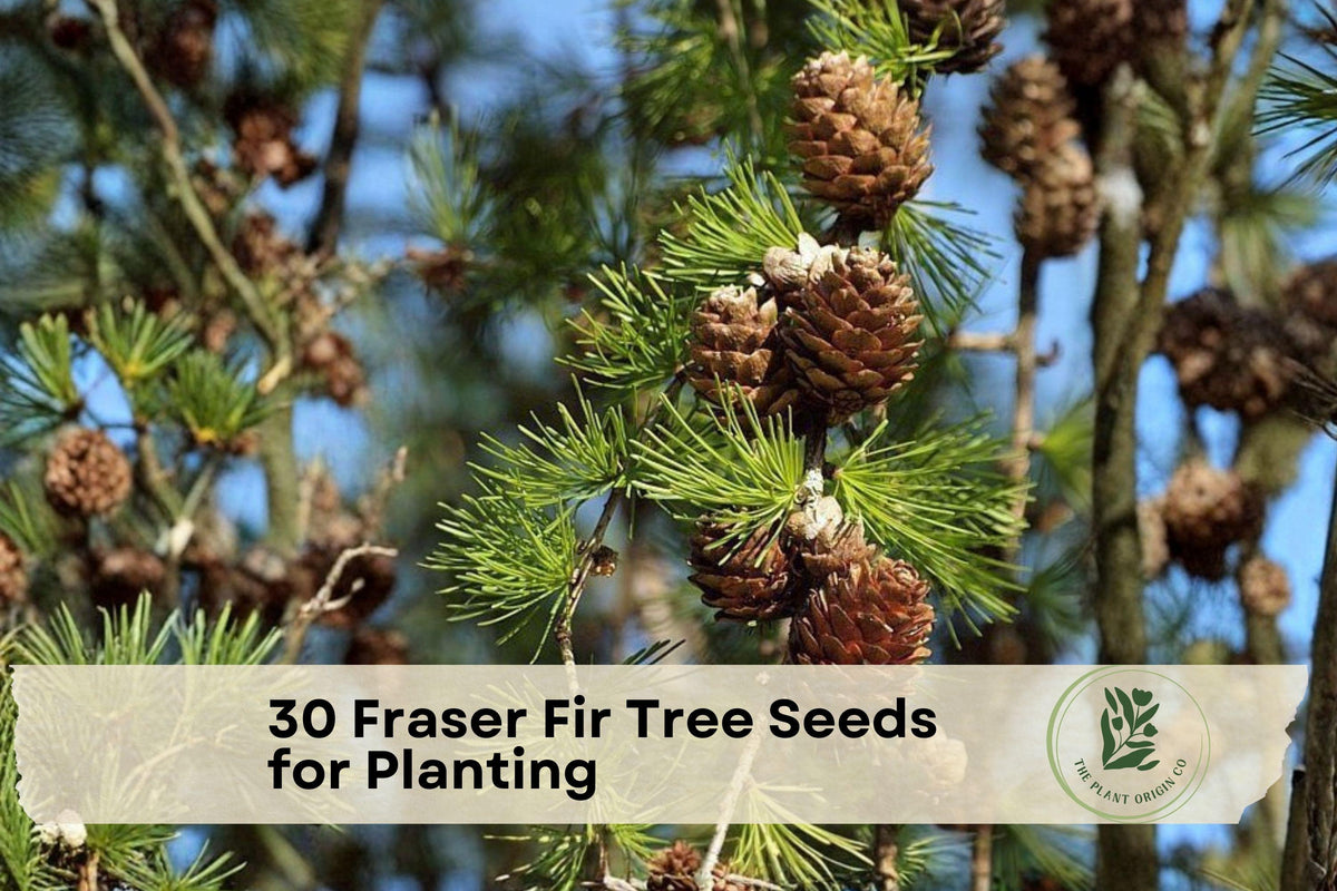 30 Fraser Fir Tree Seeds for Planting | Evergreen Conifer Abies fraseri | Dense Needles, Landscaping & Reforestation