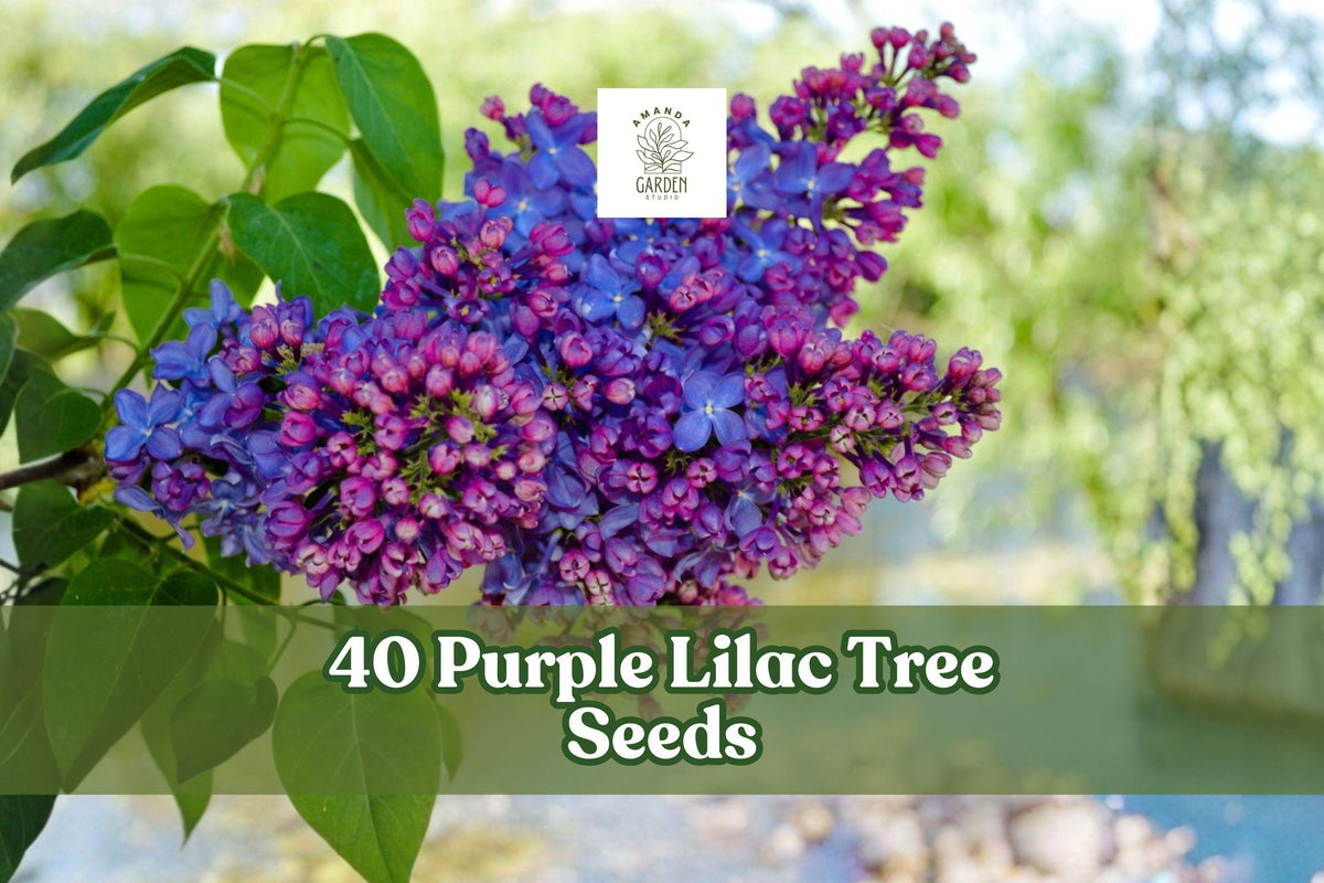 40 Purple Lilac Tree Seeds for Planting - Syringa vulgaris, Flowering Shrub, Ornamental Landscape, Bonsai Cultivation
