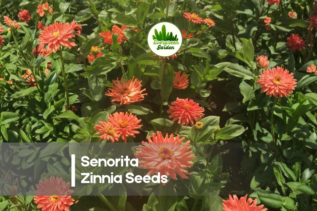 100+ Senorita Zinnia Seeds - Pink, Rose, Coral Flowering Annual for Borders, Containers, Cut Flowers - Zinnia elegans