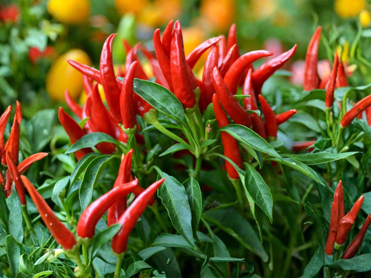 Thai Capsicum Frutescens Hot Pepper Seeds – Extra Hot Chili, Heirloom, Non-GMO, 25 Seeds for Thai Cuisine & Hot Sauces