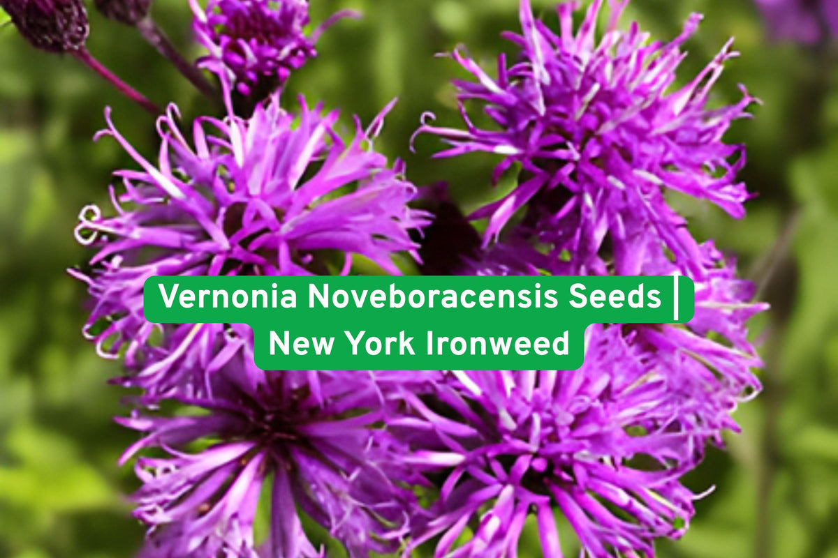 Vernonia Noveboracensis Seeds | New York Ironweed Perennial Wildflower | Purple Blooms for Pollinator Gardens