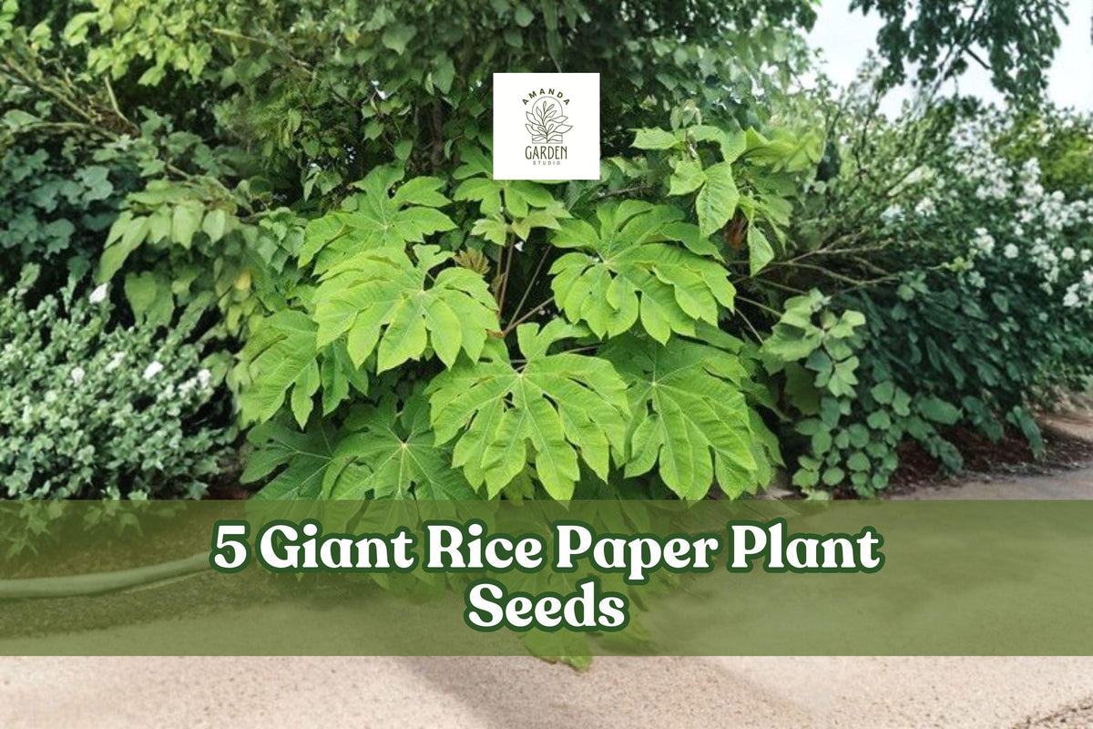 Giant Rice Paper Plant Seeds – Ornamental Foliage, Tetrapanax papyrifer, Large Tropical Leaves, Garden Planting