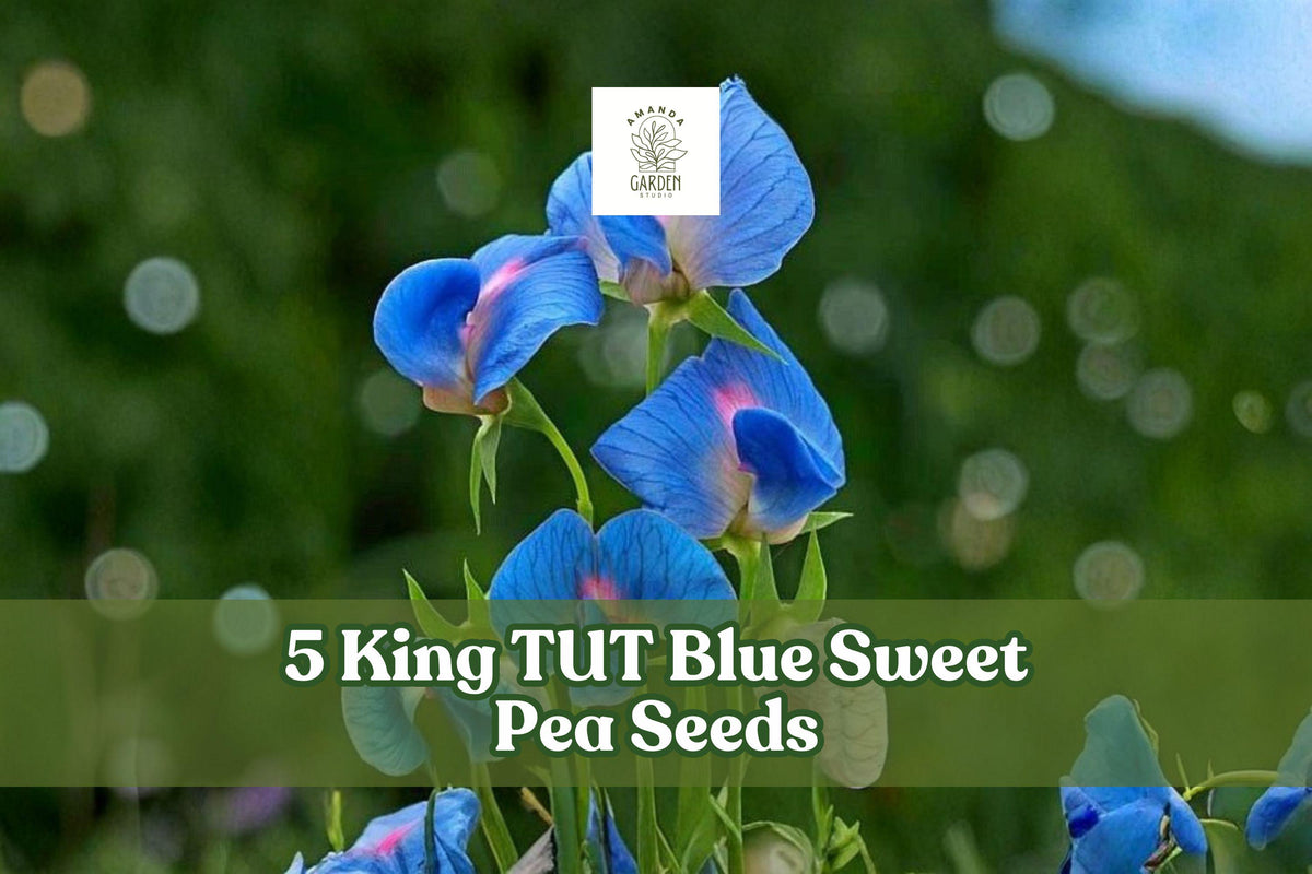 King TUT Blue Sweet Pea Seeds – Lathyrus sativus ‘azureus’ Climbing Flowering Vine for Garden, Ornamental, Ground Cover