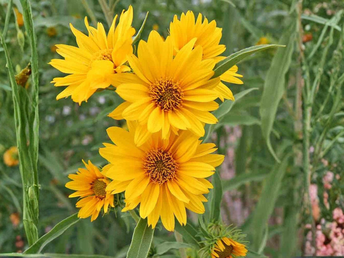 Helianthus maximiliani Seeds – Maximilian’s Sunflower Native Perennial Wildflower for Prairie Gardens & Wildlife | 50 Seeds