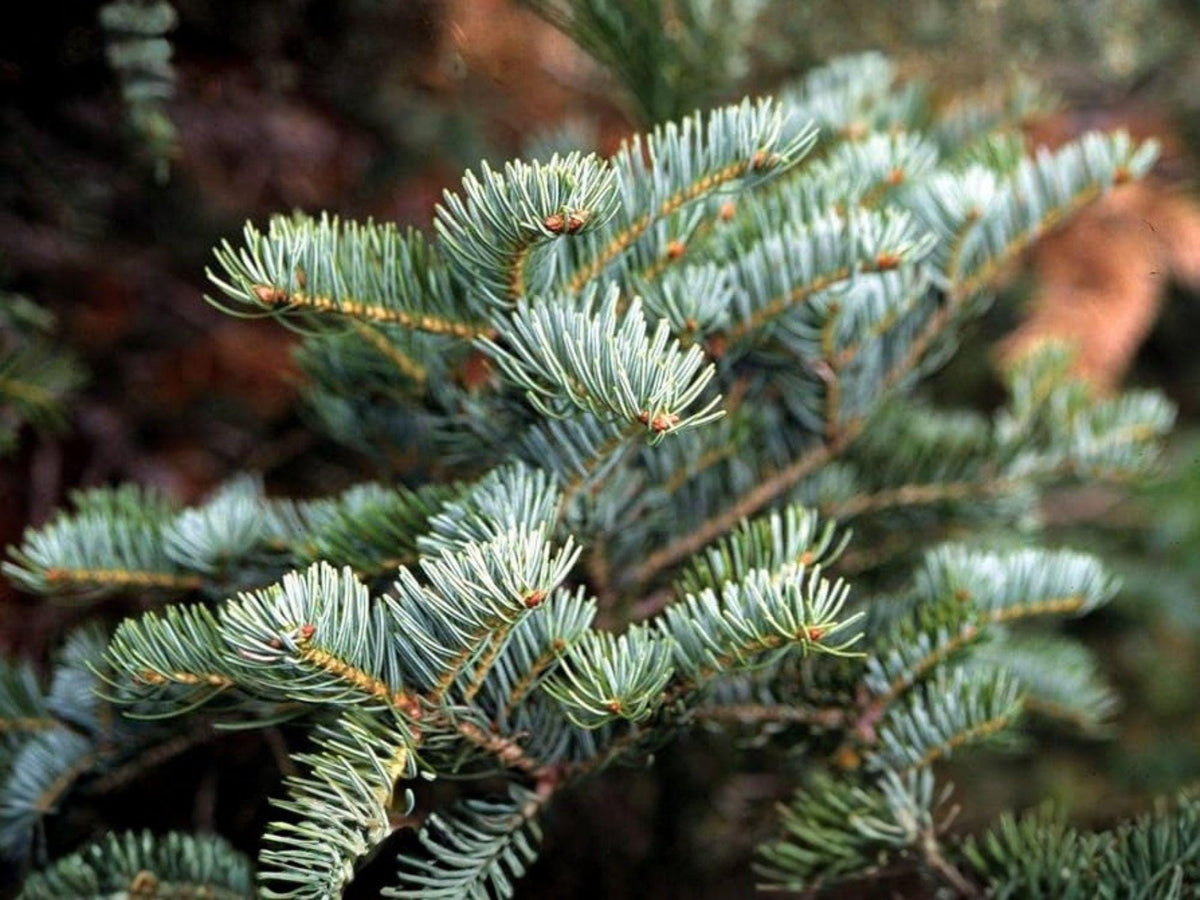 Abies alba Seeds | European Silver Fir Evergreen Conifer | White Fir Tree Seeds for Reforestation, Bonsai & Ornamental Planting