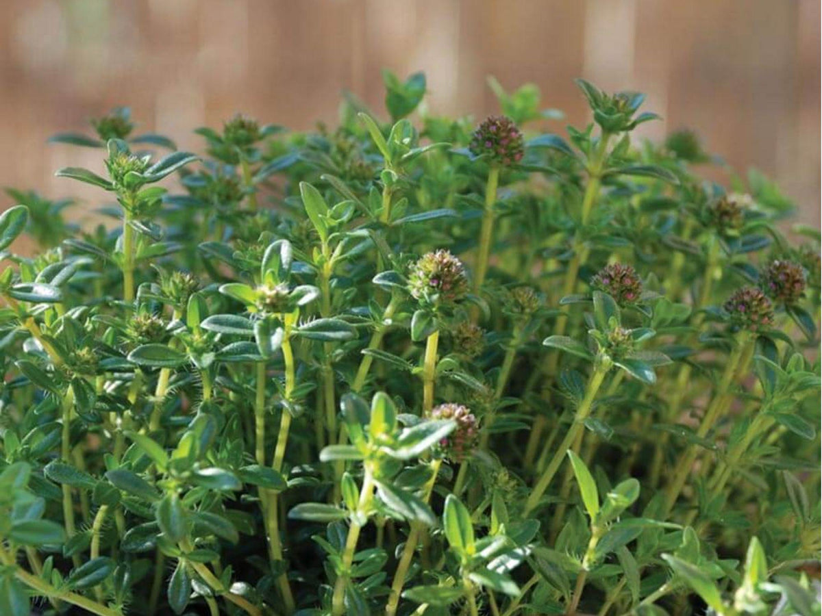 Summer Savory Herb Seeds – 500 Non-GMO, Heirloom, Fast-Growing Culinary Annual (Satureja hortensis)