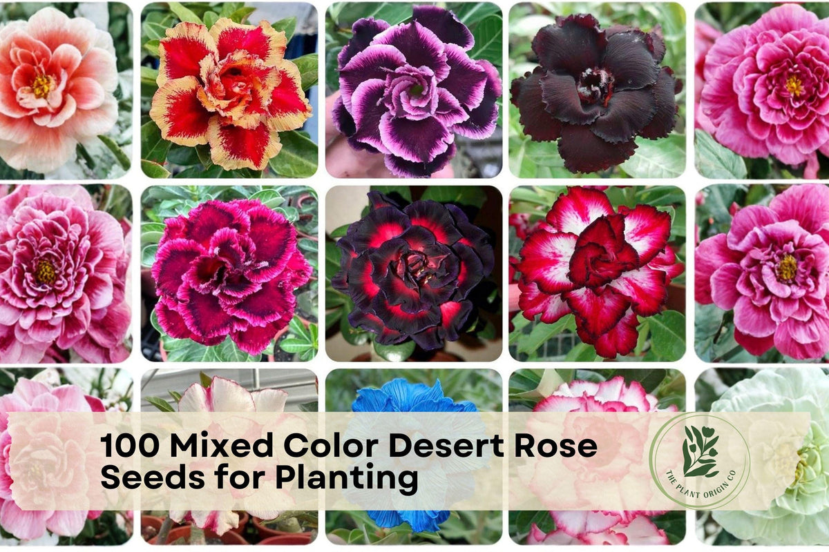 Mixed Color Desert Rose Seeds for Planting - Adenium obesum Succulent, Ornamental Flowering Plant, Container & Bonsai Growth