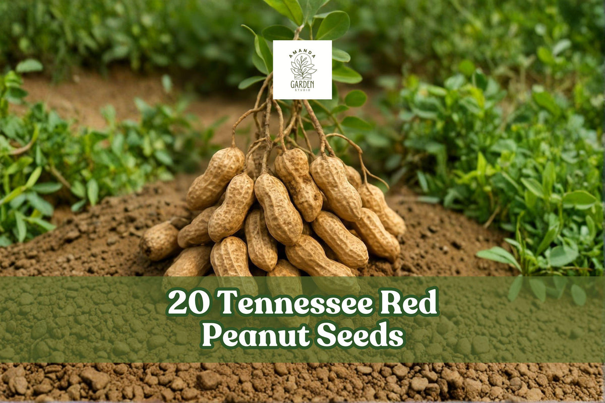 20 Tennessee Red Peanut Seeds for Garden Planting, Arachis hypogaea, Warm-Season Outdoor Crop