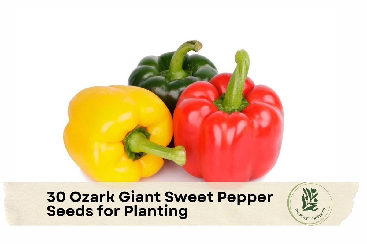 Ozark Giant Sweet Pepper Seeds - Large Bell Peppers, Heirloom, Green to Red, Thick-Walled, Capsicum annuum, 30 Pack