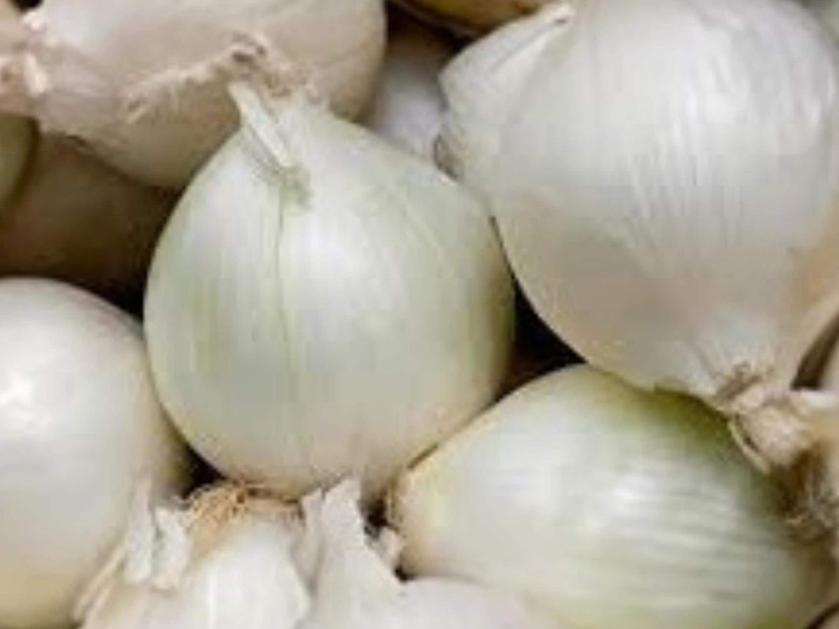 Vegetable Seeds – Ringmaster Onion – Sweet Storage Globe-Shaped Bulbs – Allium cepa