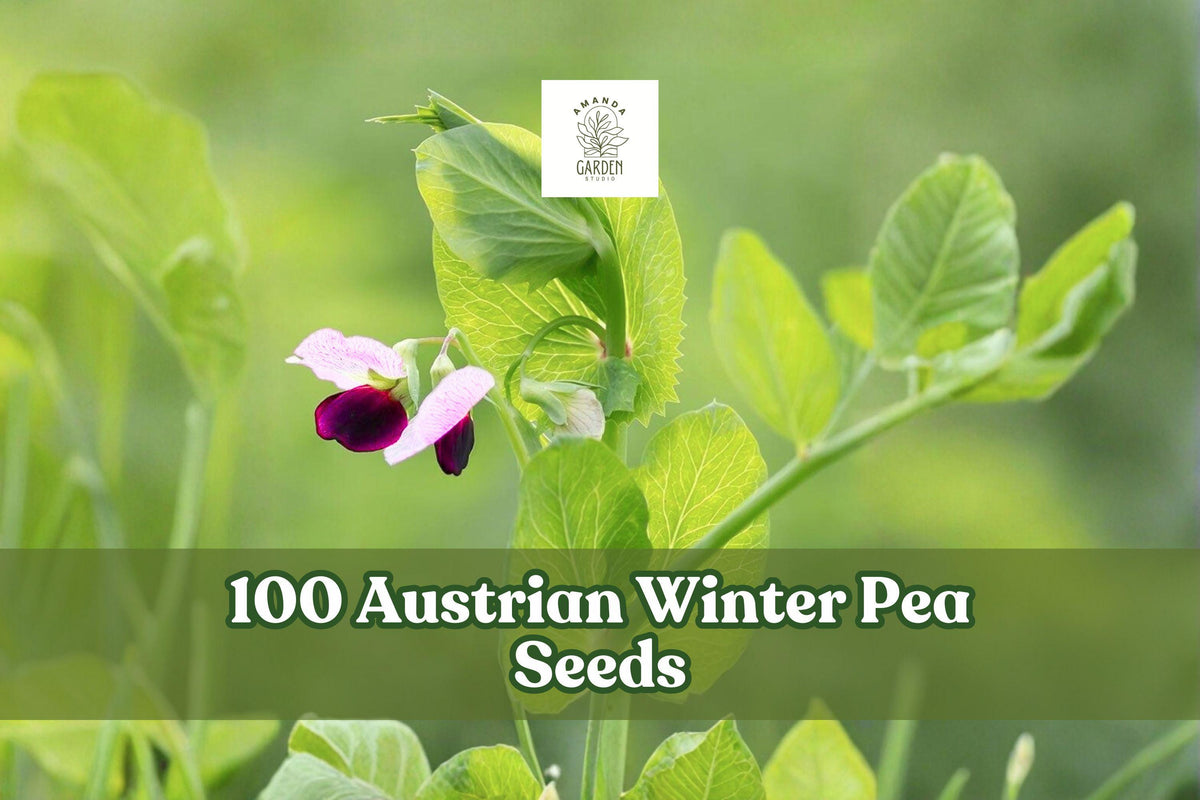 Austrian Winter Pea Seeds – Cover Crop Legume, Pisum sativum subsp. arvense, Cool-Season Annual for Garden and Soil Improvement
