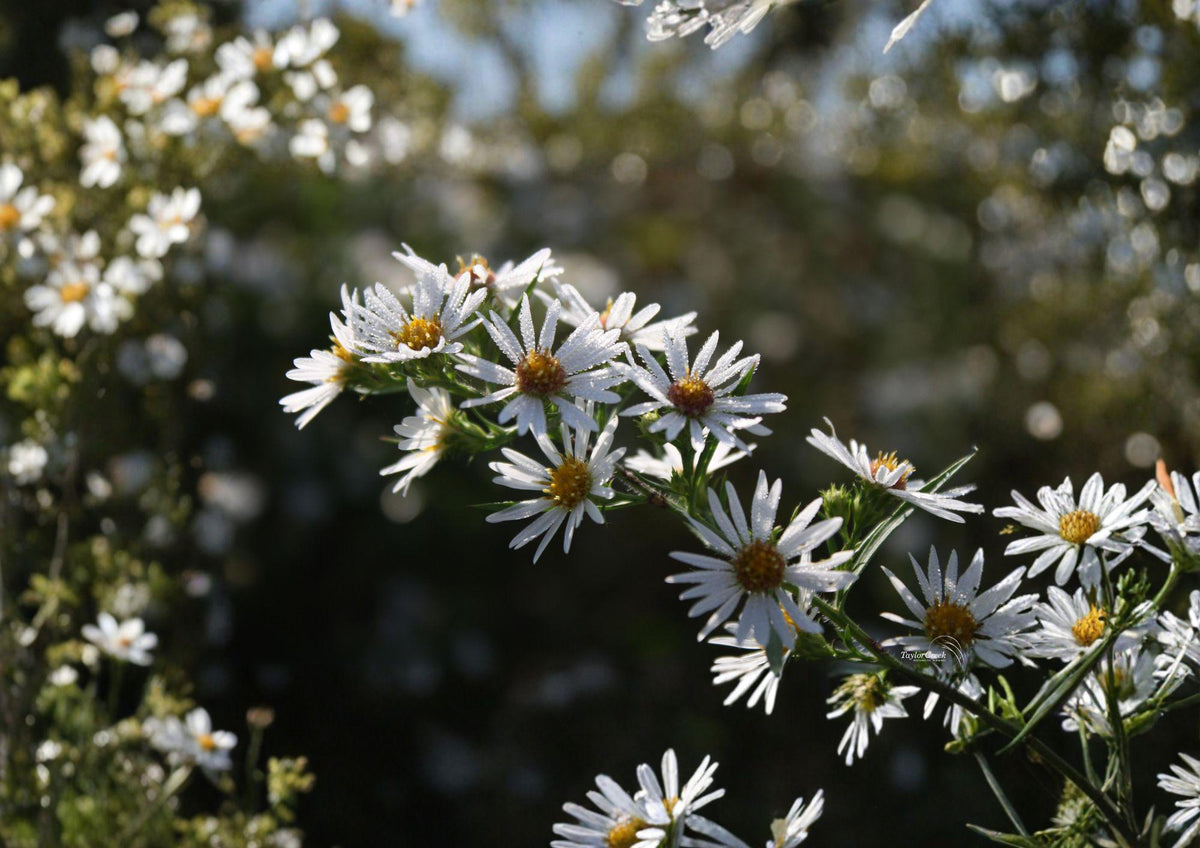 Symphyotrichum puniceum Swamp Aster Seeds – Native Wetland Perennial with Purple Flowers, Pollinator-Friendly Wildflower for Rain Gardens