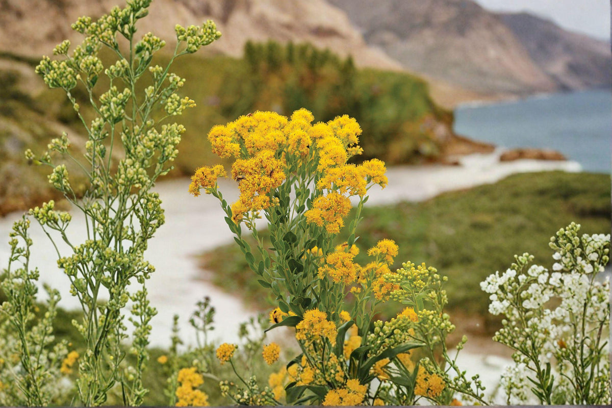 Stiff Goldenrod Seeds – Native Wildflower for Pollinator Gardens, Oligoneuron rigidum, 700 Seeds