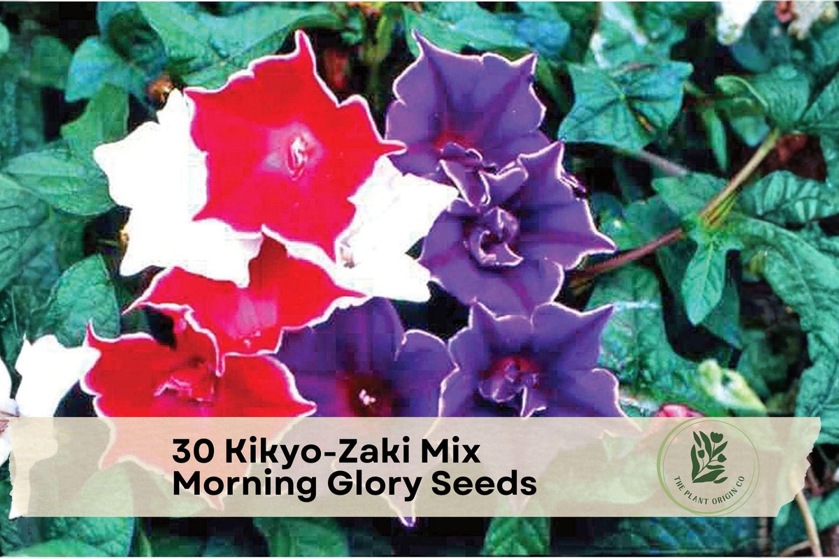 Kikyo-Zaki Mix Morning Glory Seeds, Japanese Climbing Flower Vine, Colorful Summer Blooms, Fast-Growing Annual Ipomoea