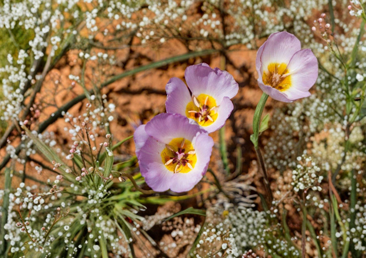 Winding Mariposa Lily Seeds – Calochortus flexuosus, Native Desert Wildflower, Lavender Pink, Drought-Tolerant, Xeriscape Plant